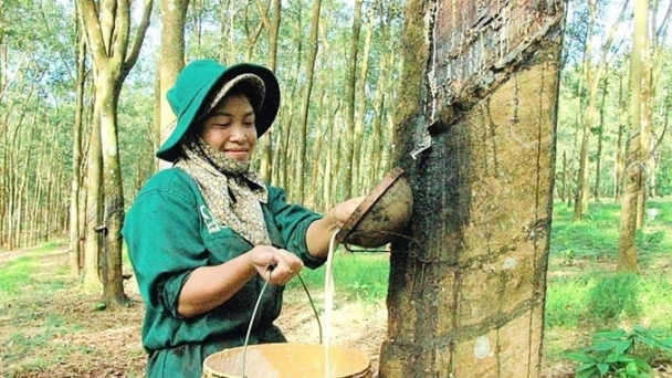 Rubber prices on December 13, 2024: SHFE market drops sharply