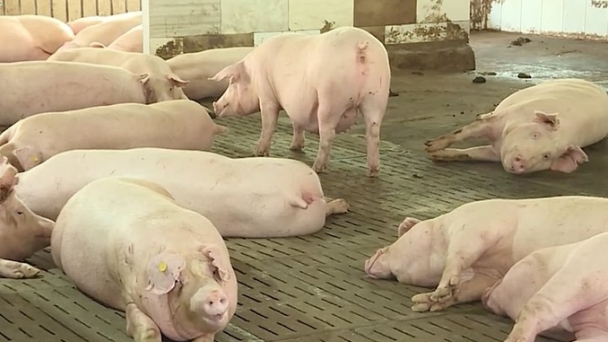 Live pigs prices on December 13, 2024: Slight increase in the South