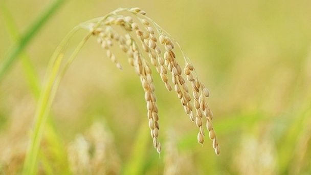 Rice prices on December 13, 2024: Rice prices turn to decrease