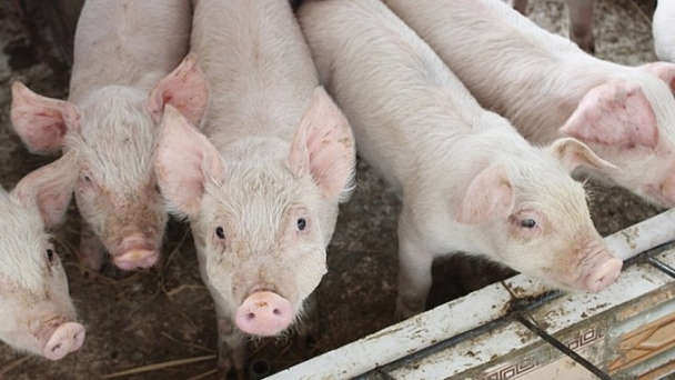 Live pig prices on December 14, 2024: The market remains stable