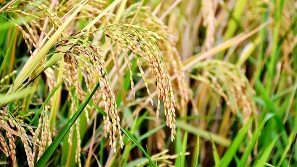 Rice prices on December 14, 2024: Slight overall decrease