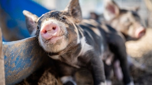 Live pig prices on December 15, 2024: Strong increase this week