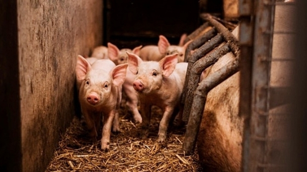 Live pig prices on December 16, 2024: Highest at VND 65,000/kg