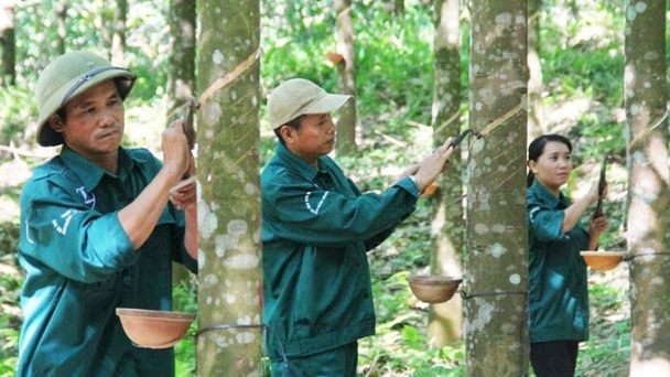 Rubber prices on December 17, 2024: Shanghai increases slightly