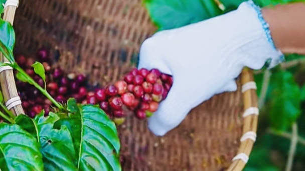 Coffee prices ton December 18, 2024: Slight simultaneous decline