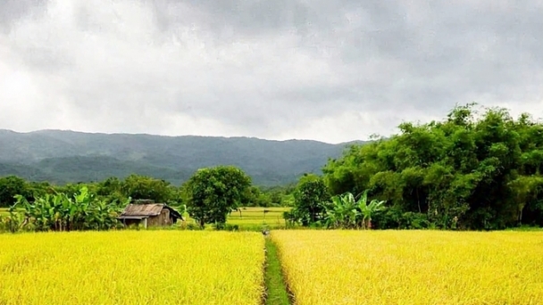 Rice prices on December 18, 2024: A slight upward trend