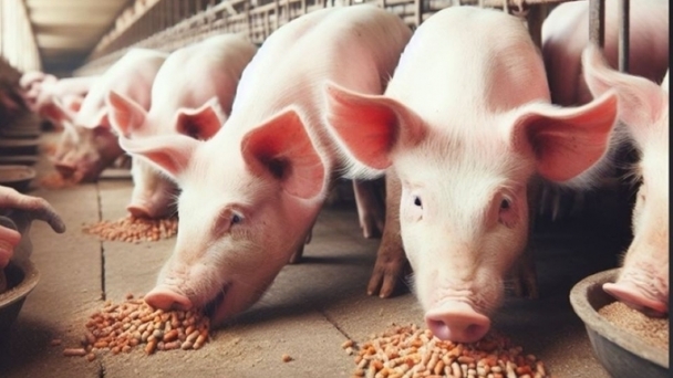 Live pig prices on December 28, 2024: From VND 64,000 to 69,000/kg