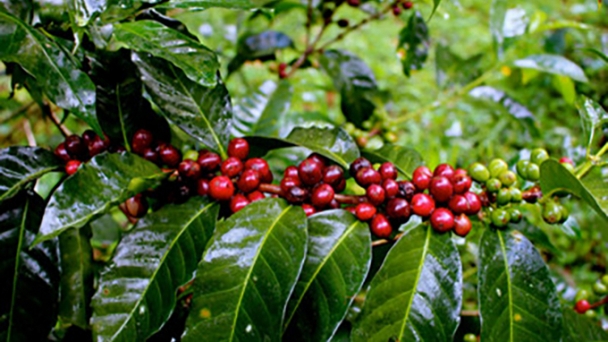 Coffee prices on December 28, 2024: Increase at the end of the week