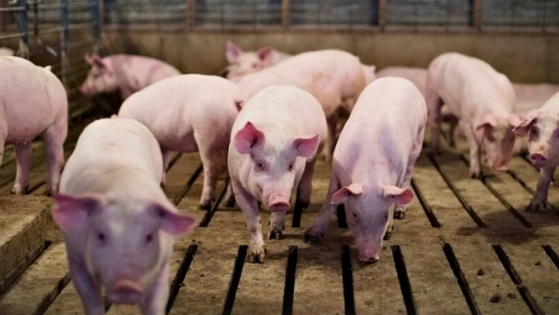 Live pig prices on December 31, 2024: Return to an upward trend