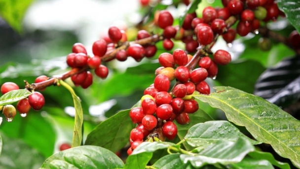 Coffee prices on January 3, 2025: Global coffee prices surge