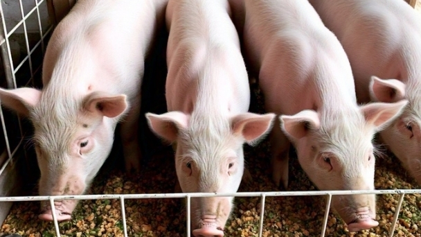 Live pig prices on January 10, 2025: Continuous rise in the North