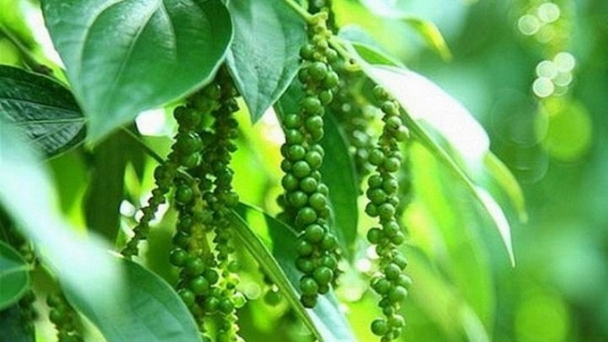 Pepper prices on January 12, 2025: Dropped to VND 147,000/kg