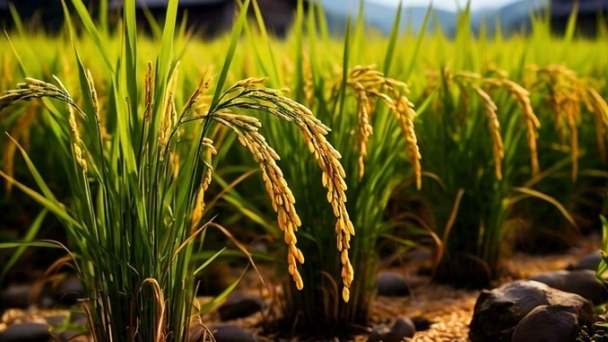 Rice prices on January 14, 2025: Rice continues to decline