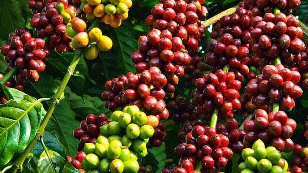 Coffee prices on January 20, 2025: Continuing the upward trend