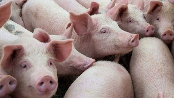 Live pig prices on January 20, 2025: Prices remain stable