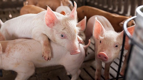 Live pig prices on January 21, 2025: Decrease in some regions