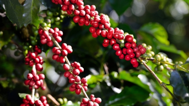 Coffee prices on January 22, 2025: Significant increase