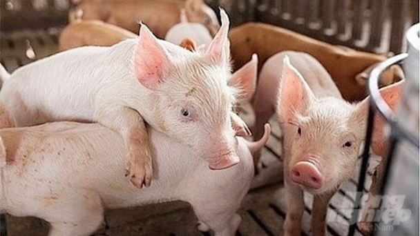 Live pig prices on February 5, 2025: Increase by up to VND 2,000