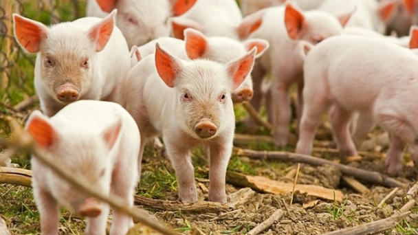 Live pig prices on February 6, 2025: continuous growth