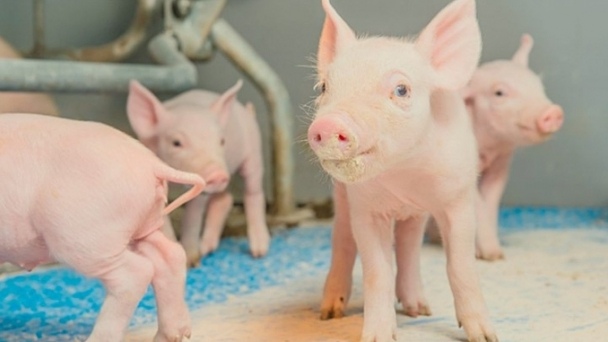 Live pig prices on February 7, 2025: The upward trend continues