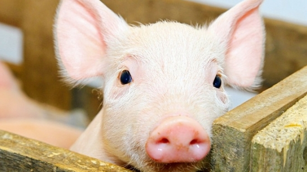 Live pig prices on February 10, 2025: Little fluctuation