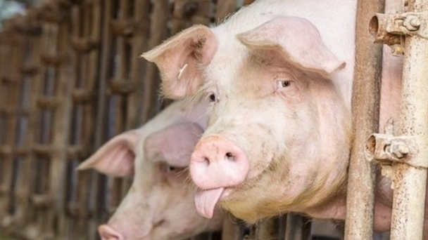 Live pig prices on February 11, 2025: On the rise again