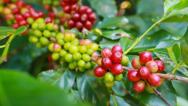 Coffee prices on February 12, 2025: Still at a record high