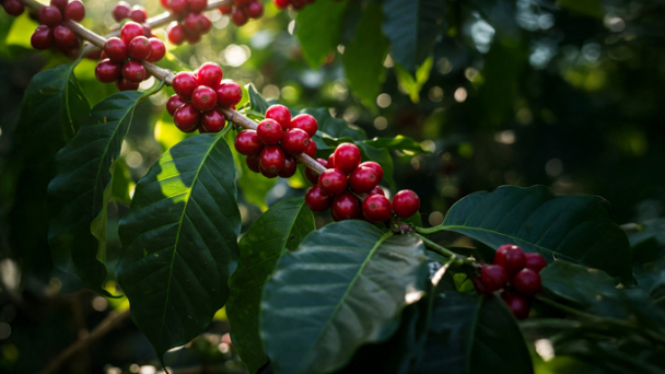 Coffee prices on February 13: setting a historic peak