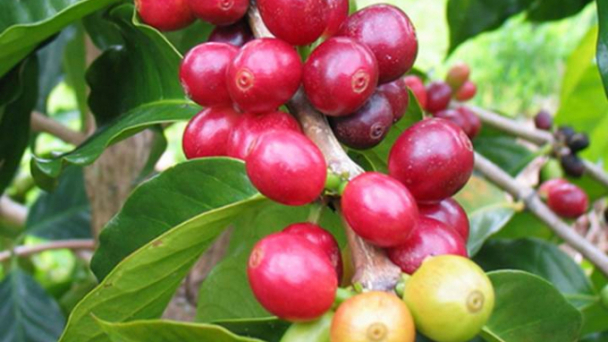 Coffee prices on February 25, 2025: Robusta drops sharply