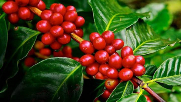 Coffee prices on February 28, 2025: Global market slightly declining