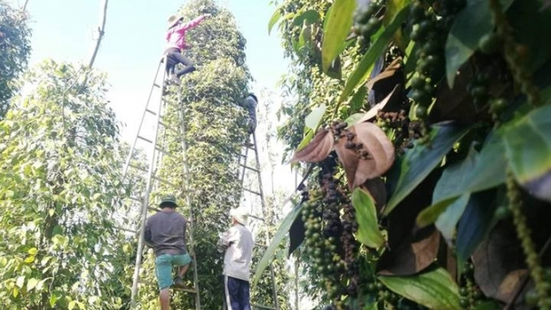 Pepper prices on March 2, 2025: Domestic market recovers