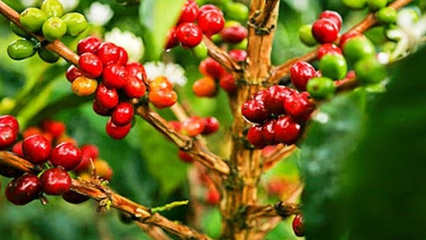 Coffee prices on March 5, 2025: Market continues to rise sharply