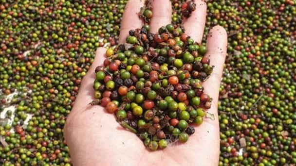 Pepper prices on March 10, 2025: The highest at VND 162,000/kg