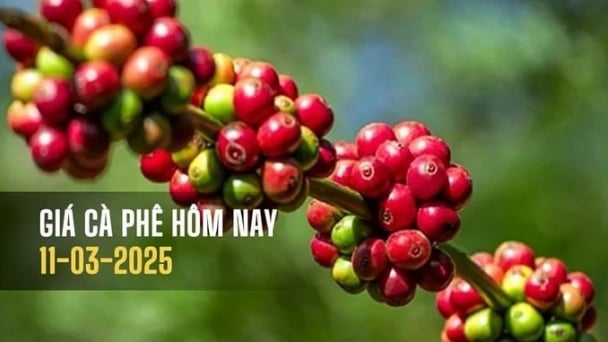 Coffee prices on March 11, 2025: Slightly increased by VND 500