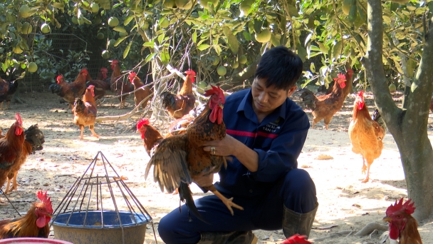 Chăn nuôi không kháng sinh, giải pháp bền vững cho tương lai