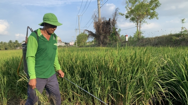 2.300ha lúa nhiễm bệnh do thời tiết bất lợi