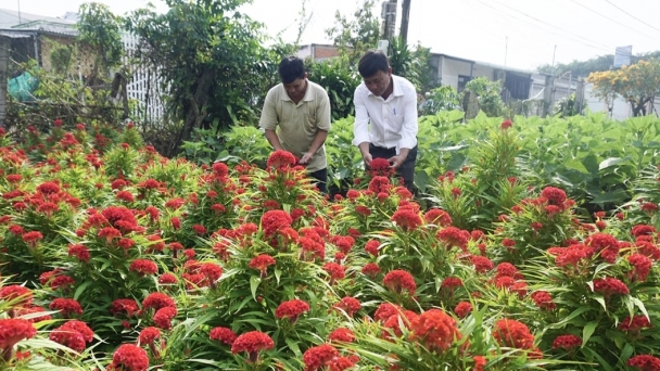 Mưa trái mùa suýt làm người trồng hoa mất Tết