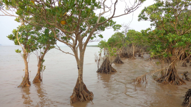 Rừng ngập mặn Đồng Rui đủ điều kiện trở thành khu Ramsar