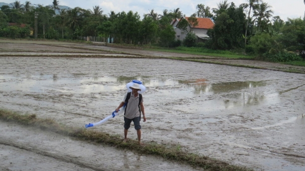 Còn 824ha chưa gieo sạ lúa hè thu