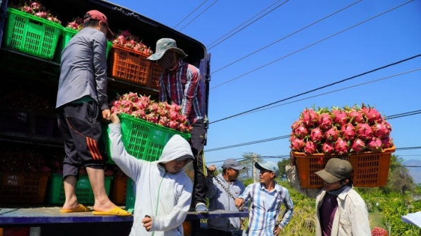 Nối lại xuất khẩu thanh long qua cửa khẩu Lào Cai sau 5 tháng