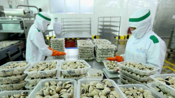 Nghêu chiếm 73% kim ngạch xuất khẩu nhuyễn thể hai mảnh vỏ