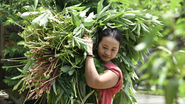Xuất khẩu lá sắn, lá tre mang về 6 triệu USD