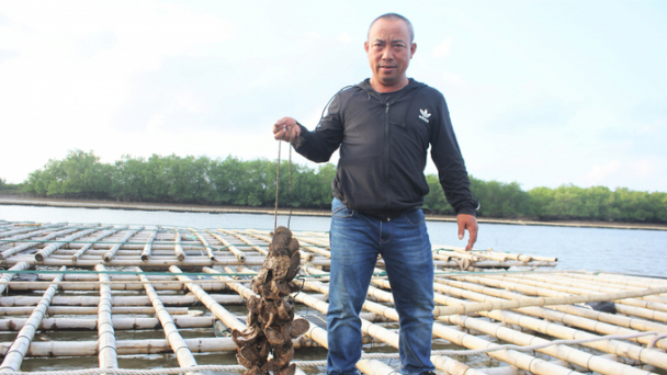 Giàu từ nuôi hàu treo dây vùng cửa sông