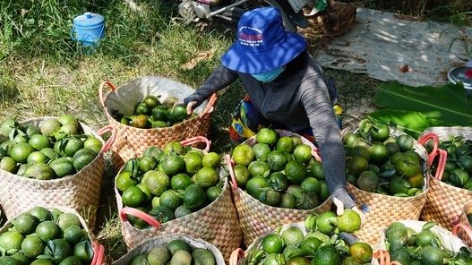 Cam sành tăng giá trở lại, đạt 11.000 đồng/kg