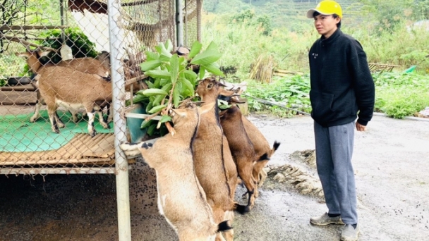 Thay đổi tư duy chăn nuôi hàng hóa, người dân vùng cao gặt hái thành quả