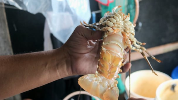 Giải pháp phòng bệnh đen mang trên tôm hùm