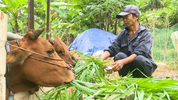 Được hỗ trợ con giống, nhiều hộ nuôi trâu, bò thoát nghèo