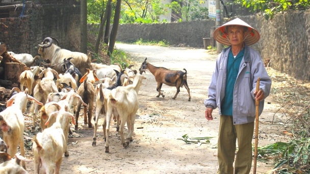 Quản lý chặt chăn nuôi dê, tạo nguồn cung chất lượng phục vụ du lịch