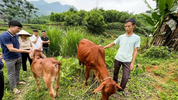 Thoát nghèo nhờ chăn nuôi trâu, bò sinh sản