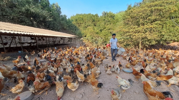 Giải bài toán khó cho ngành chăn nuôi Quảng Ninh